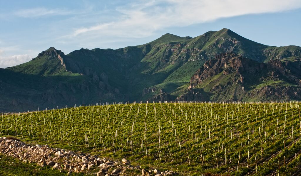 Виноградники Zorah Wines