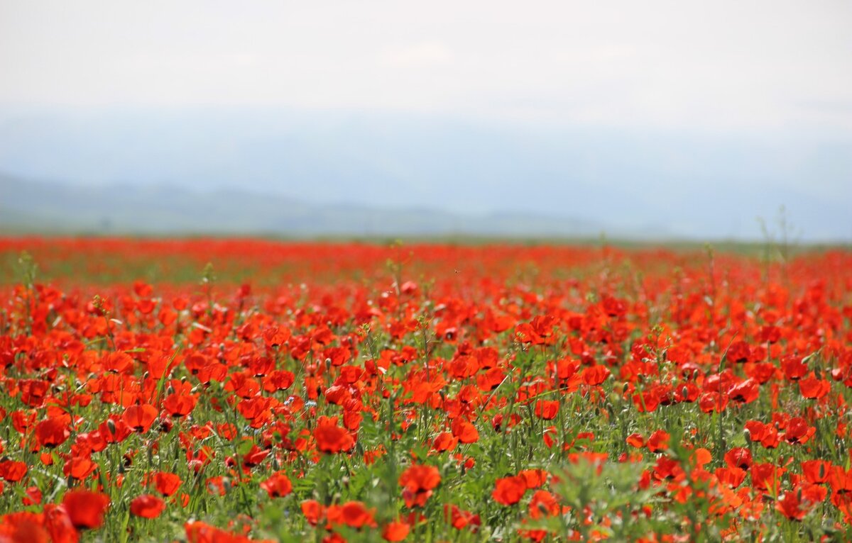 Poppy field. Степные маки Казахстана. Маковые степи Алматы. Васильково Маковое поле палитра. Маки и Маковое поле.