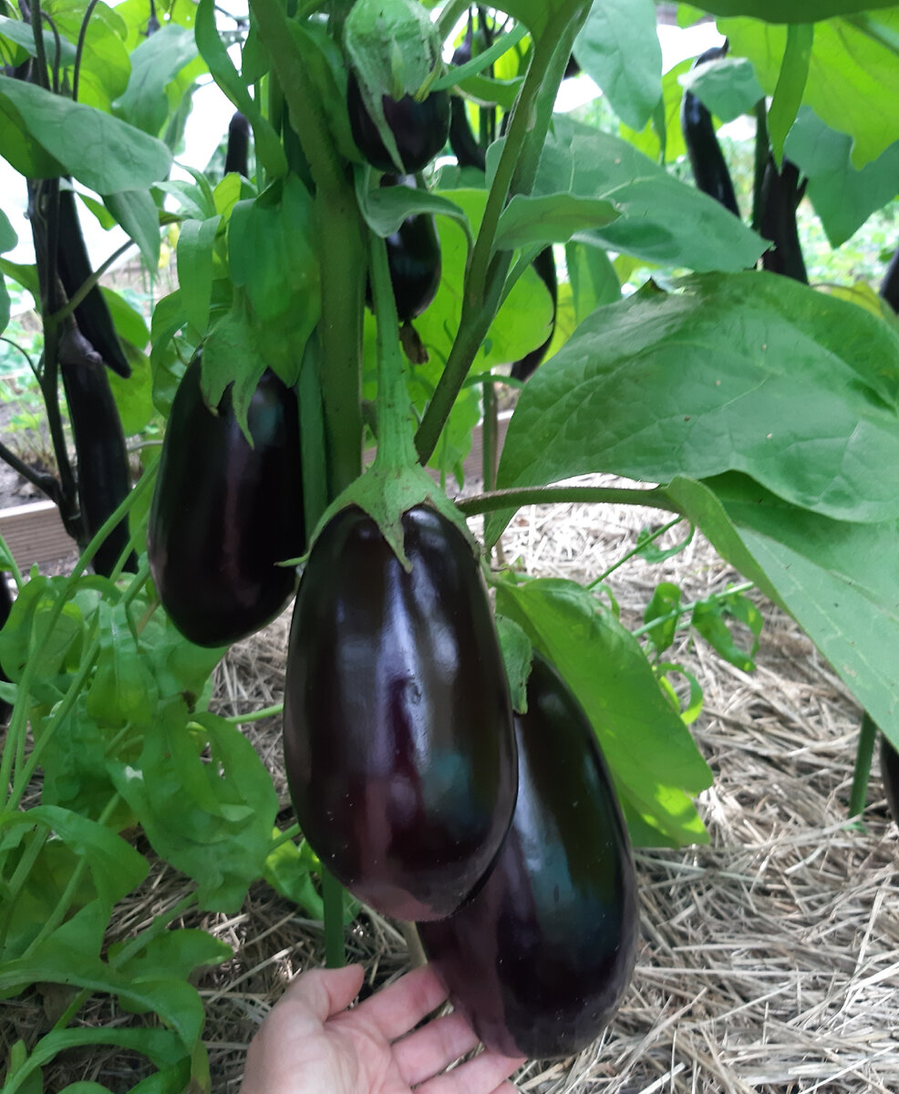 "Марципан F1". Фото автора.