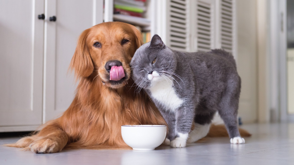 Если под одной крышей живут собака и кошка, наверняка хозяева могли замечать, что эти два товарища периодически подворовывают еду друг у друга.