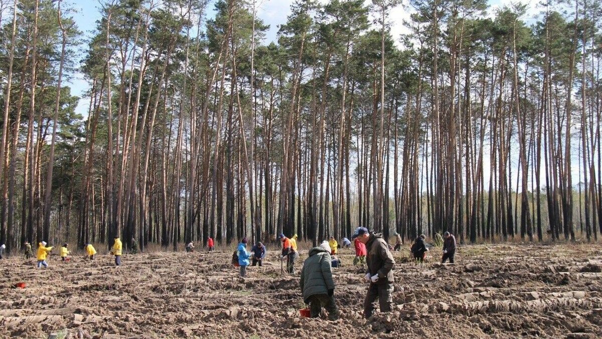     Озеленение проводится в рамках нацпроекта «Экология».