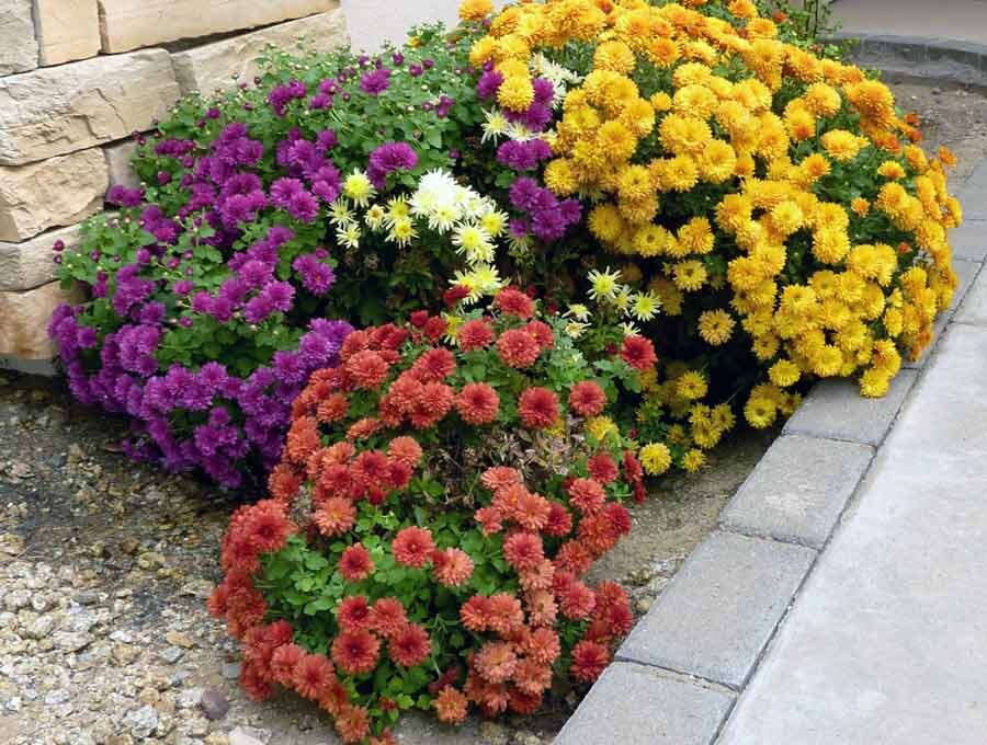фото из интернета