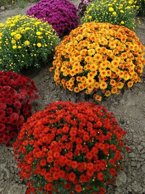 фото из интернета