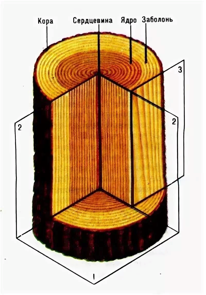 Сердцевина 4 буквы. Строение дерева заболонь. Строение древесины заболонь. Строение древесины сосны тангентальный разрез. Кора, камбий, сердцевина, ядро, заболонь.