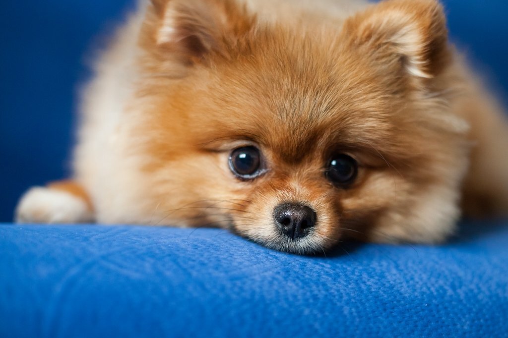 Клещи относятся к собакам так же, как простуда к людям: заразны и распространены достаточно, чтобы большинство собак оказались в группе риска.