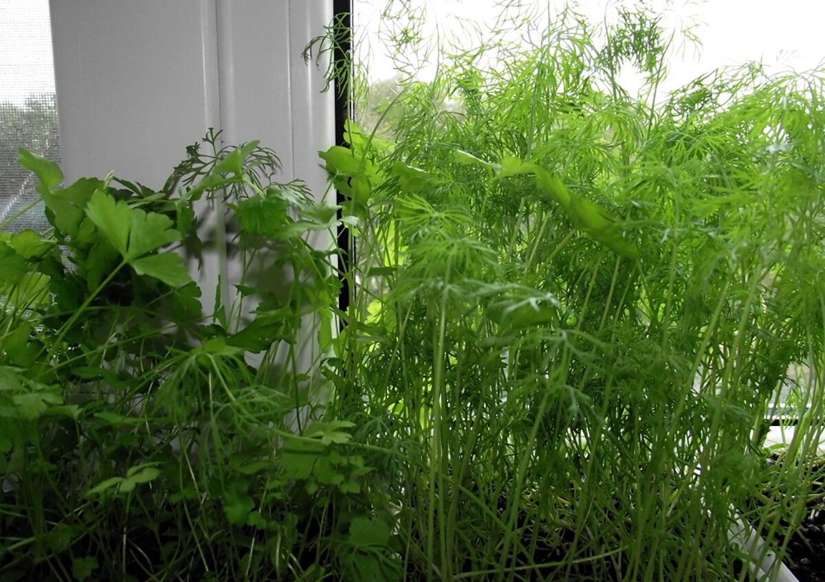 Как посадить семена укропа в домашних. Зелень укропа всходы. Зелень на окне. Укроп на окне. Зелень на подоконнике.