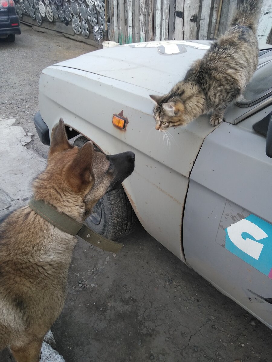 Маруся уже одомашненная и верит в то, что её можно только любить.