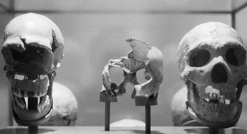 Череп неандертальца и некоторые из мустьерских инструментов, используемых неандертальцами, показаны на этом дисплее во время экскурсии по выставке "предки" в Американском музее естественной истории 412 (фото Гетти)