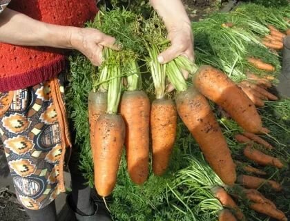 Морковь не самая привередливая культура, но для того, чтоб получить чистый и хороший урожай нужно знать, как и чем поливать посадки.-2