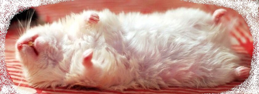 Хомяк в обмороке от цен на оригинальные запчасти 