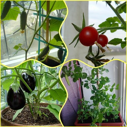 Топ 7. на подоконнике