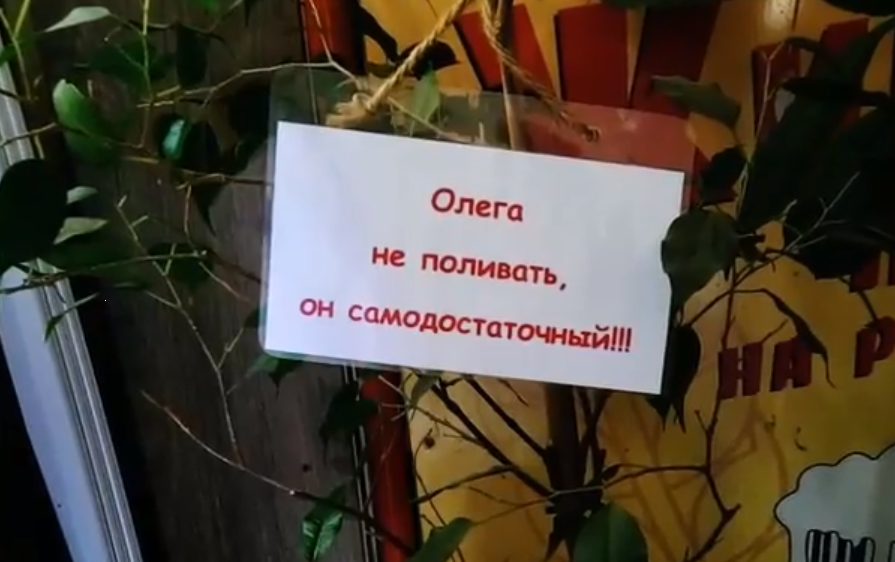 Не политые цветы