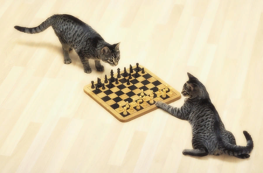 Котики которые играют в игры