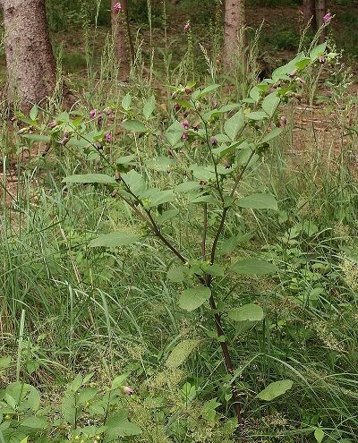 .Atropa belladonna, in the background Digitalis purpurea. Автор: BerndH - собственная работа