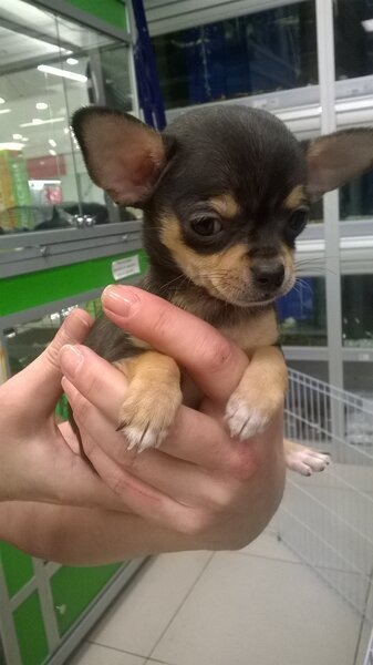 Щенок чихуахуа