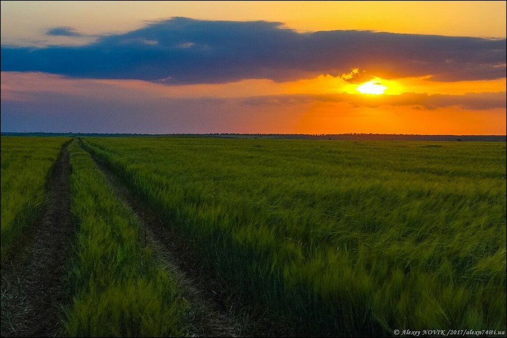 Закат в полях

