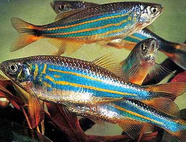 Источник фото: tropical-fish-keeping.com