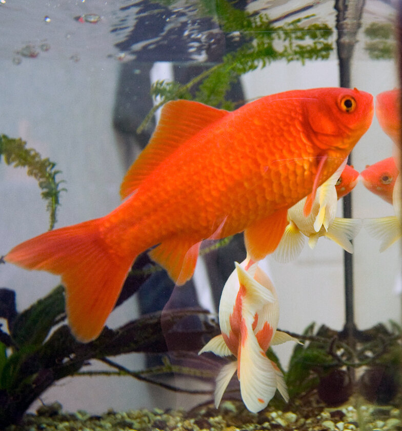 Золотая рыбка (Carassius auratus) Риукин купить в Минске недорого
