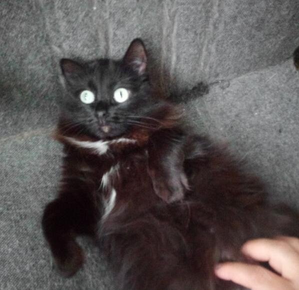 Шо ты меня лечишь? Ты что ли доктор мне?