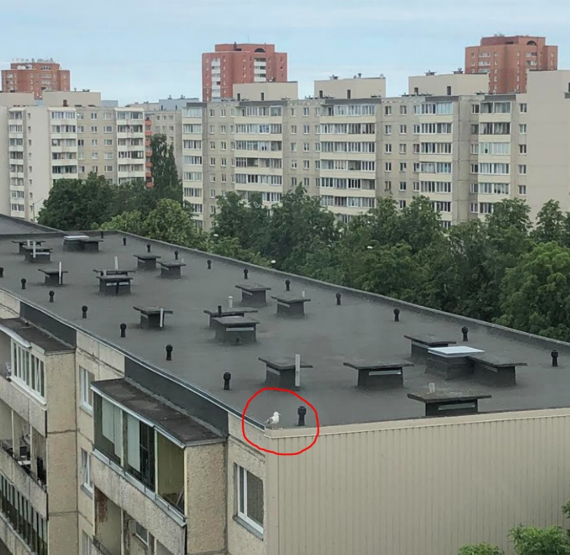 Большую  часть времени она просто сидит на углу крыши дома напротив. И зыркает по сторонам. Каждый день без выходных так. Часикам к 9-10 утра уже сидит. Вечером улетает. 