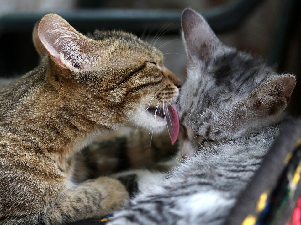 https://cdn.pixabay.com/photo/2018/11/10/09/22/cats-3806267_960_720.jpg