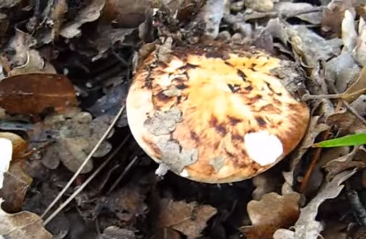 Второй гриб рядом видите? И я нет, а он есть!