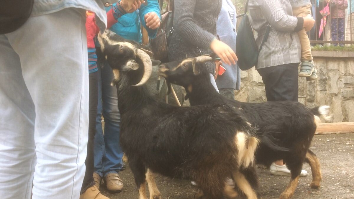 Зита и Гита