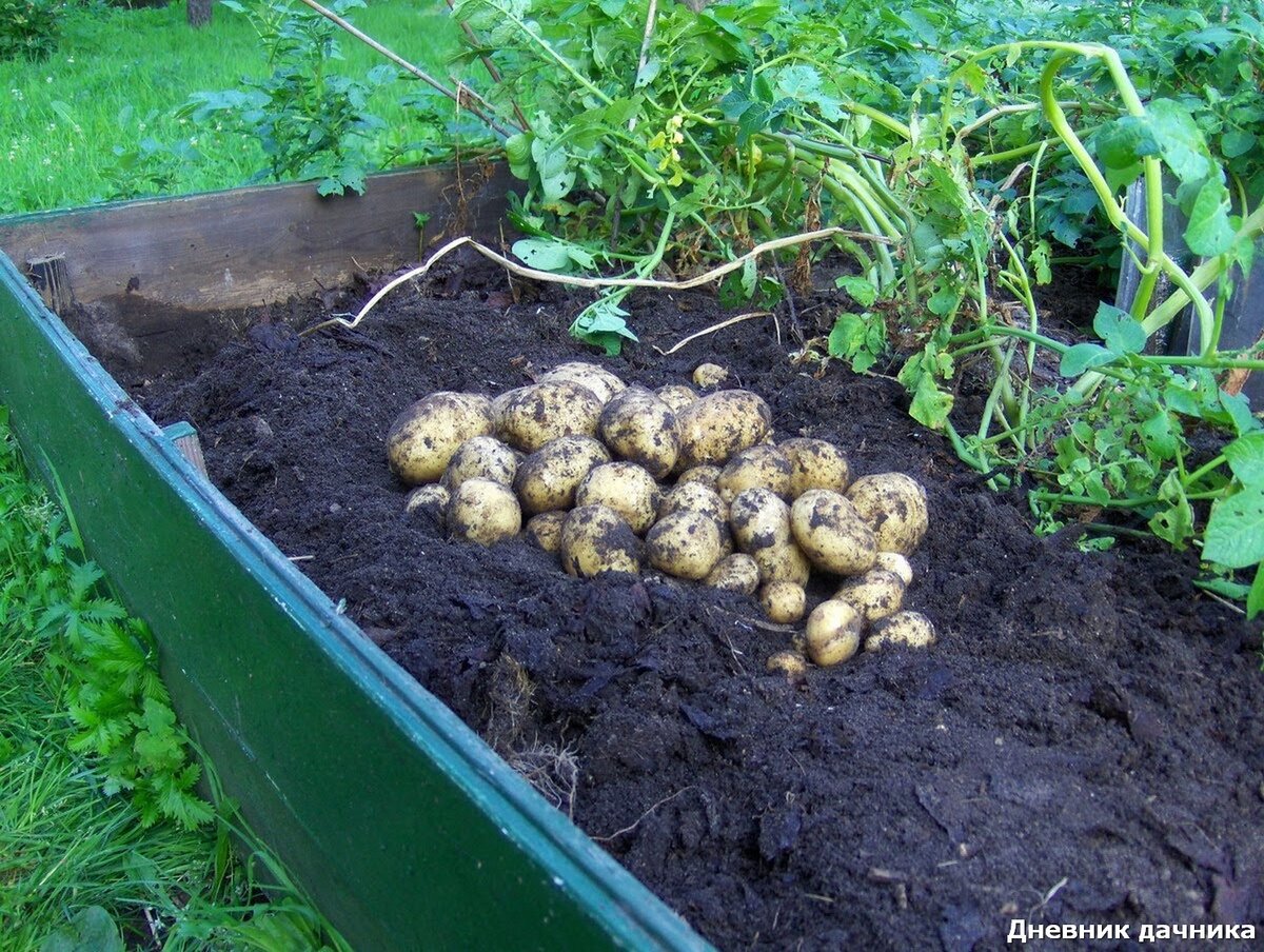 Сколько растет картофель. Картошка на грядке. Посадка картофеля. Рассада картофеля. Посадка раннего картофеля.