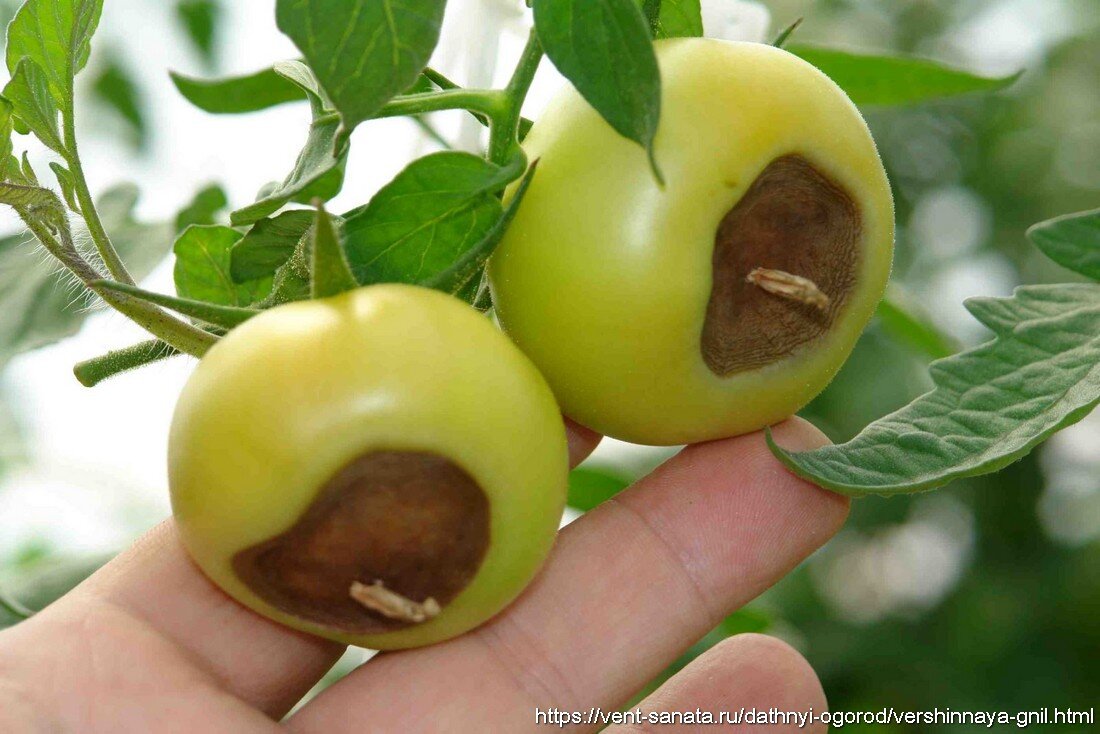 Вершинная гниль – неинфекционное заболевание, поражающее плоды томатов. Заболевание начинает развиваться при повышенной температуре воздуха, недостатке питательных элементов и влаги. Особенно кальция.