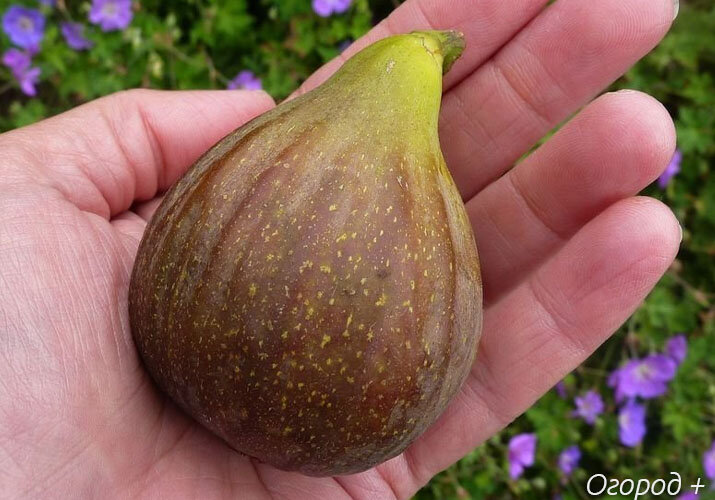  Источник: Яндекс.картинки 