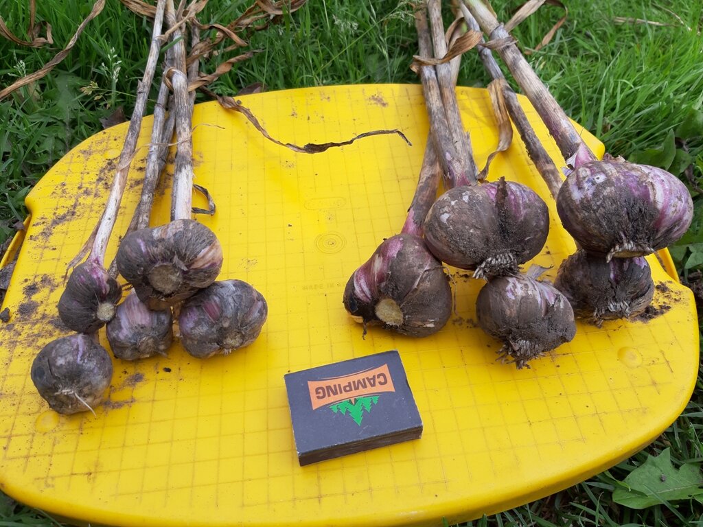 Зависимость от посадочного материала. Фото автора.