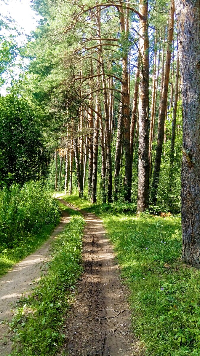 Покажи ближайший лес. Ближайший лес. Ближайший лес к Краснокаменск. За ближним лесом.