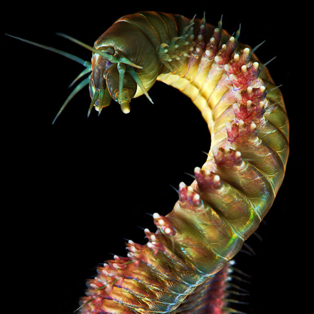 Как паразиты влияют на внешность