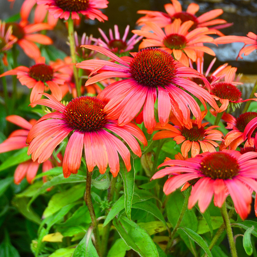 Эхинацея Echinacea big Kahuna