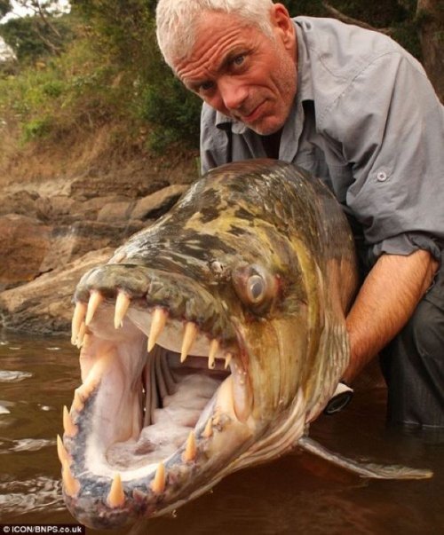 10. Тигровая рыба-голиаф (Goliath Tigerfish)

Тигровая рыба-голиаф это настолько ужасное создание, что она заставляет пиранью, которую боится немало людей, выглядеть как домашняя золотая рыбка. Достигая длины почти в 2 метра и веся более 30 килограмм, эта огромная рыба сбивается в косяки и рыщет по водным путям центральной Африки – разрывая на мелкие кусочки за несколько секунд даже большую добычу. Рот этого желтоглазого монстра усеян огромными клыками похожими на кинжалы, и длина каждого из них составляет более 5 сантиметров. 
