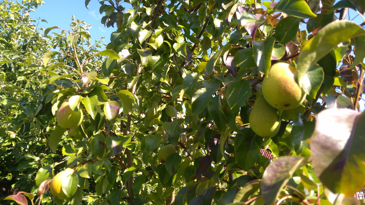 Источник: фото автора