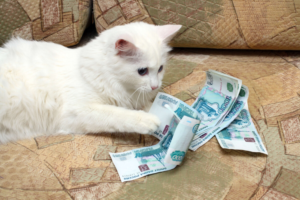 Сейчас деньги у моего котика, но скоро они будут у вас.
