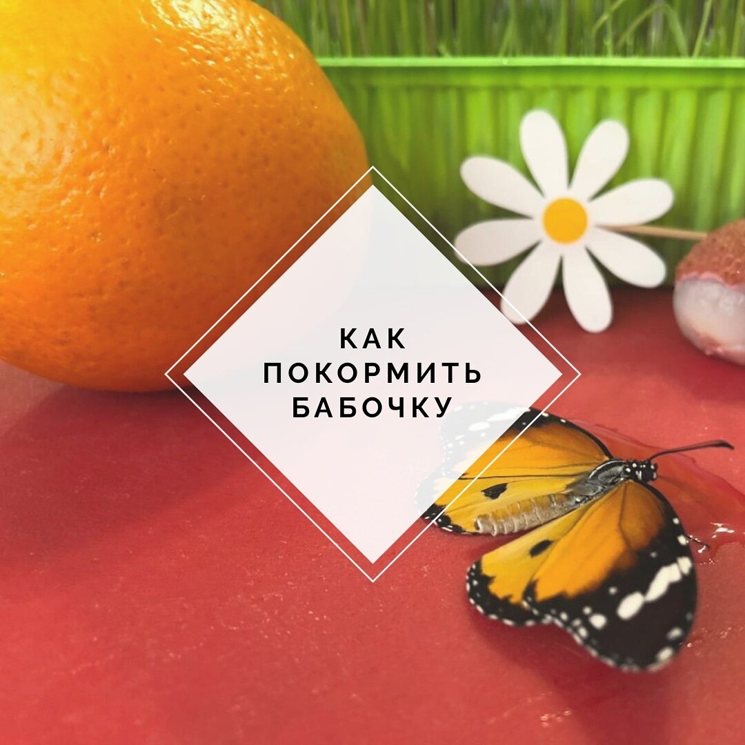 КАК ЖЕ КОРМИТЬ БАБОЧЕК🦋 🔻🔻🔻
Содержание дома бабочек обходится очень экономно 😉
☝️Во-первых, часто их кормить не нужно - пару раз в день будет достаточно
✌️Во-вторых, бабочкам не нужны никакие деликатесы типа омаров и радуги единорогов 😁
🦋
Бабочки делятся на любителей 🍌🍊фруктов и 🌸🍯цветочных нектаров.

Предложите вашей тропической гостье апельсин 🍊 или другой сочный фрукт, она будет рада.
Если бабочке угощение пришлось не по вкусу - попробуйте дать ей сладкий сироп - растворите в столовой ложке воды немного мёда🍯 концентрацию мёда можно регулировать🧐
🦋 
В первые часы после рождения, бабочка может отказываться от еды, в первый день можно не заставлять 😁
🦋
Некоторым видам, например Морфо или Калиго, достаточно прикоснуться к еде лапками, после чего она начинает лакомиться, раскрутив хоботок.

А некоторым особам придётся немного помочь
☝🏼для этого необходимо, держа бабочку за тельце, зубочисткой вытянуть хоботок и опустить его в "сладкую лужицу". Можно немного придержать его там, чтобы бабочка "распробовала" предлагаемое блюдо 😁. Если бабочка голодна - она продолжит трапезу👍🏼
🦋
Особо настаивать тоже не стоит, конечно. Бабочке это может быть не совсем приятно
🤗
Итак, повторим алгоритм:
🍊приготовили обед из сладкого фрукта или сиропа (вода+мед);
🦋взяли бабочку за грудку под крыльями. Да, бабочку сначала надо поймать, но об этом мы расскажем отдельно 😉
🍛посадили передними лапками на угощение, дали шанс начать кушать самостоятельно;
👩‍⚕️хоботок не размотался - помогаем зубочисткой👌🏼
🦋🦋🦋
Если хоботок остался в сиропе - бабочка кушает, если свернулся - она не голодна.
