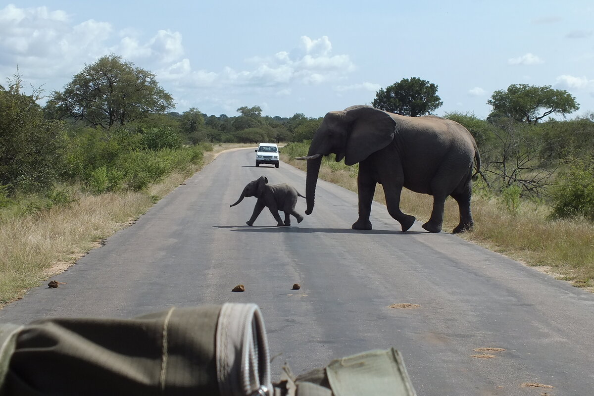 Парк Крюге (ЮАР, Африка) 