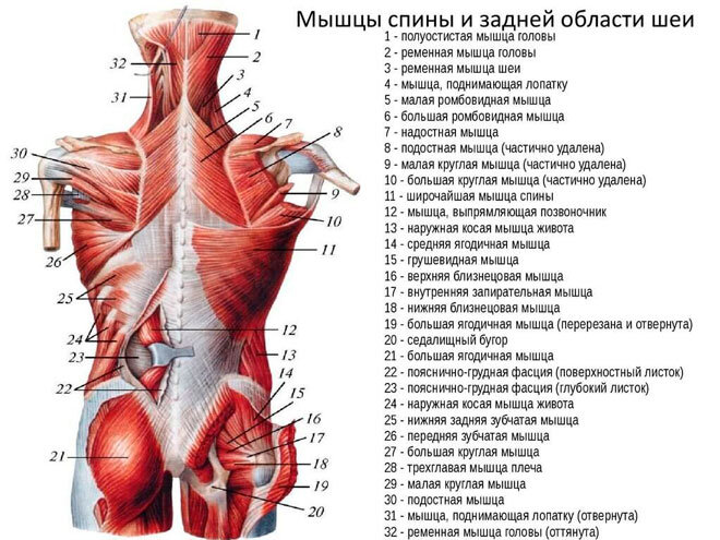 Избавьтесь от боли в пояснице