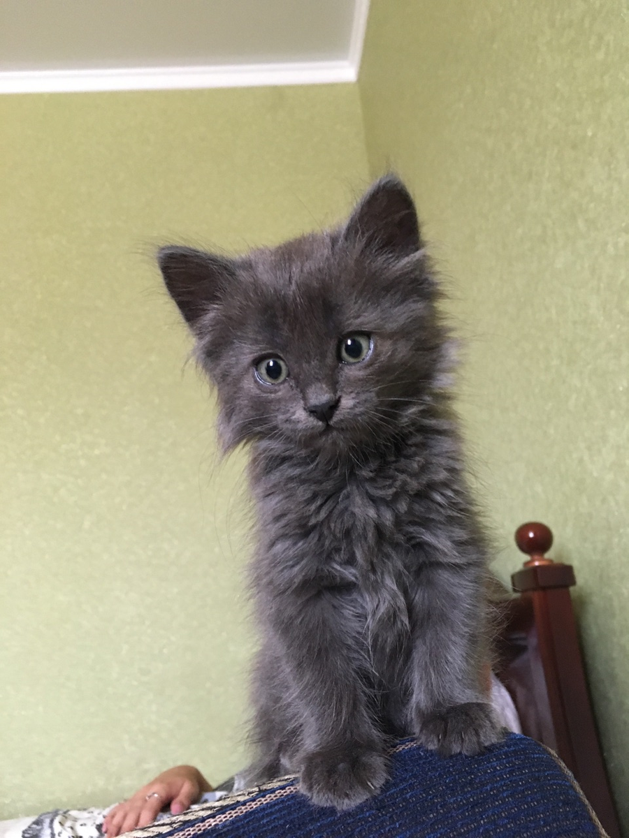 Наш любимчик