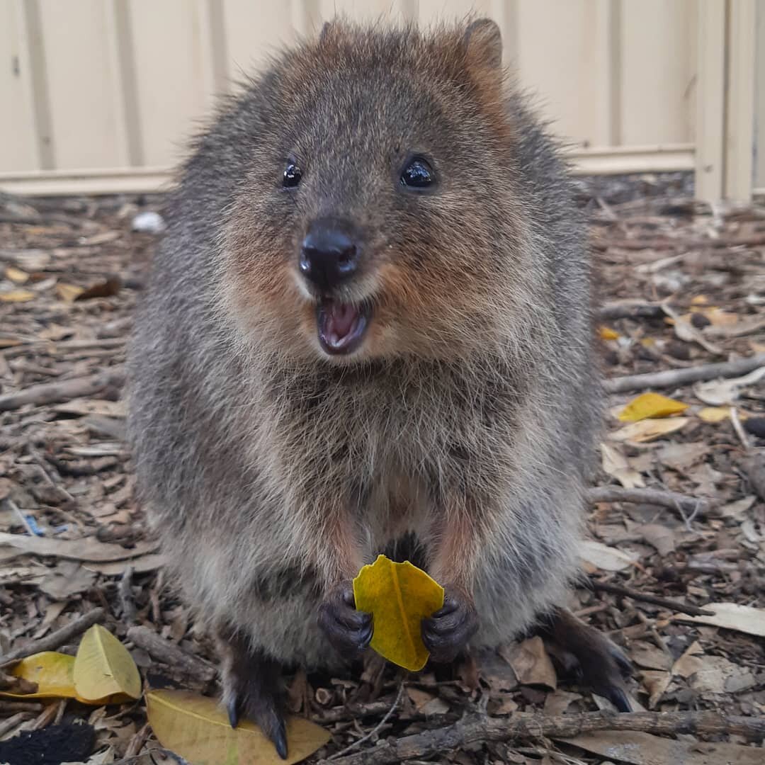 От квокк я в абсолютном восторге. Они очень и очень дружелюбны, сами подходят к людям.