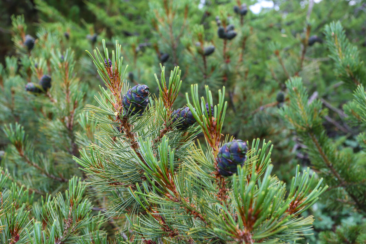 Кедровый стланик glauca