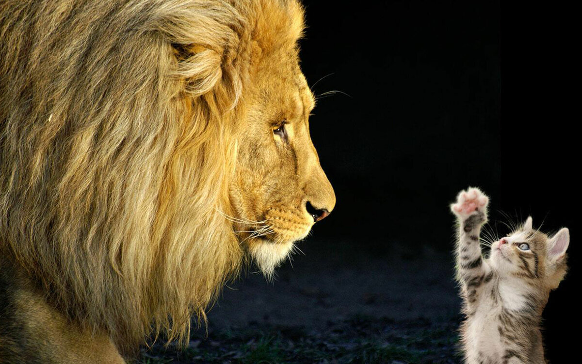 Диалог "сильного" и "слабого" может неожиданно преобразиться, когда персонажи приподнимут маски / источник https://avatars.mds.yandex.net/get-pdb/1642325/b91f7efd-357b-4837-9258-8127e769c15c/s1200