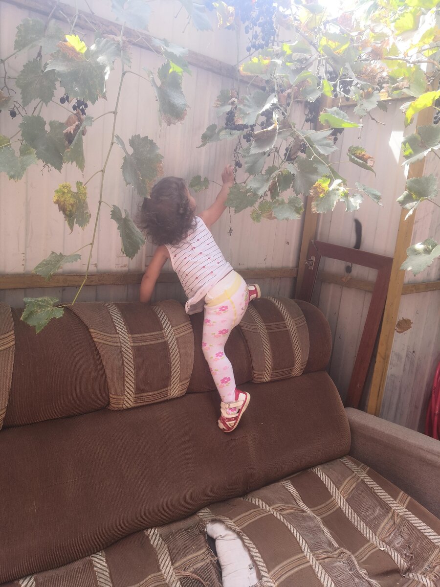 Собираем урожай винограда