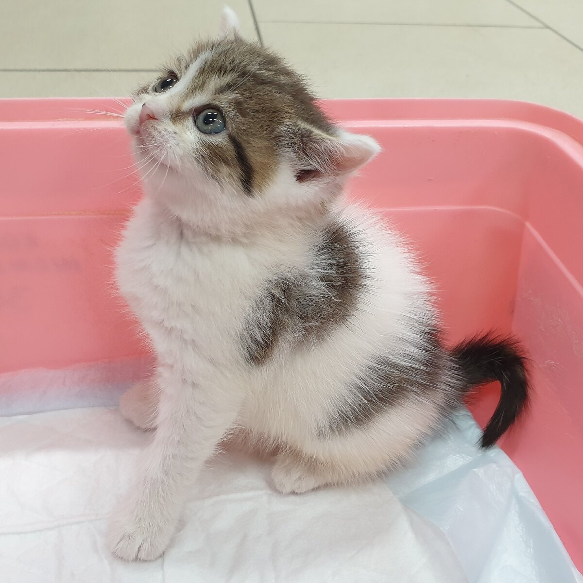 Зоомагазин в ТЦ Дилижанс в этот воскресный день приглашает всех за котятами.
Приходите.
Котятки-супер.
Для тех кто давно не был напоминаем адрес: г. Александров Ул. Институтская 34.

The pet store in the Stagecoach shopping center invites everyone to kittens this Sunday.
 Come.
 Kittens are super.
 For those who have not been reminded for a long time, the address is: Aleksandrov Str.  Institutskaya 34.