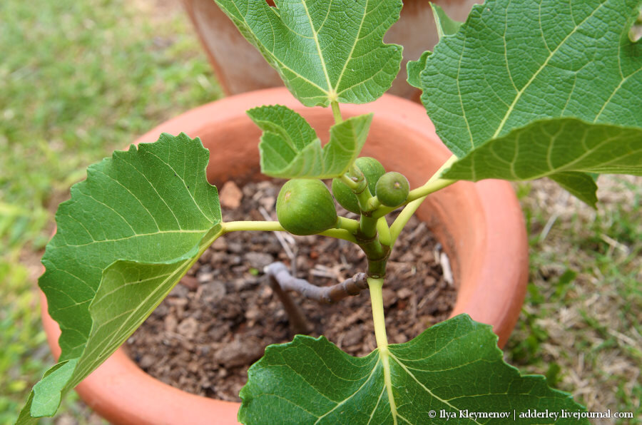 Инжир комнатный. Инжир кадота. Ficus carica дерево. Инжир комнатный. Инжир комнатный плодоносящий.