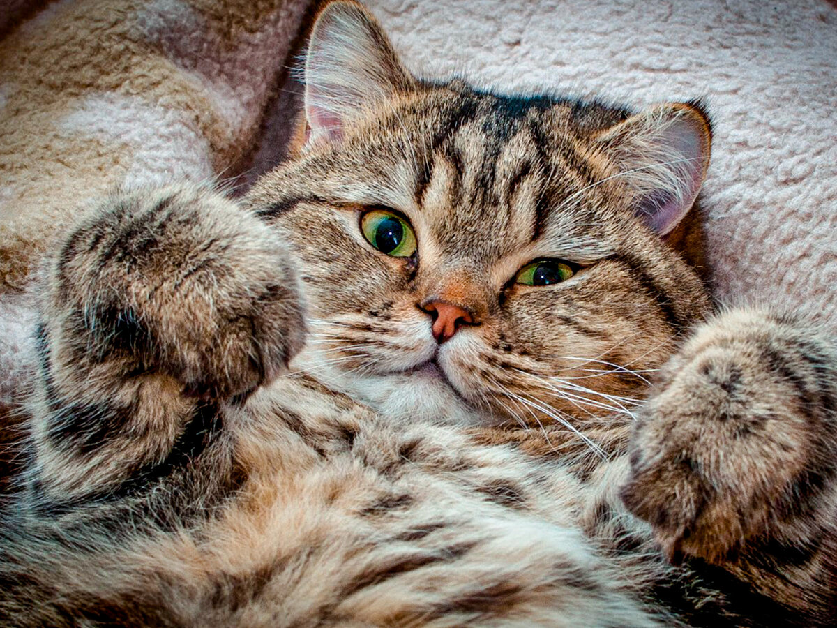 Кошка. Исходник: https://yandex.ru/images/search