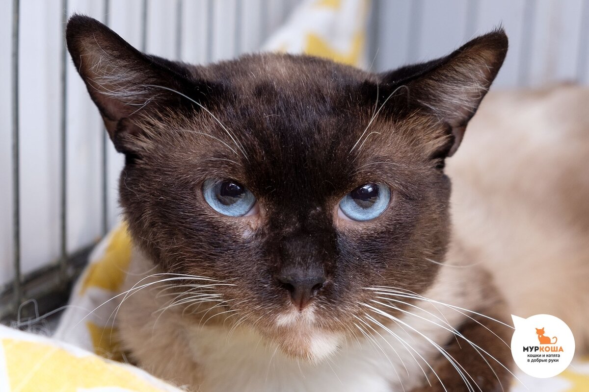 возраст – 3 года