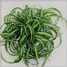 This plant with a spectacular hairstyle is present in almost every collection. In addition to its attractive appearance, it has the ability to purify the air! Chlorophytum is one of the most useful inhabitants of the windowsill. No wonder it is called a green filter! This is my favorite among home plants!